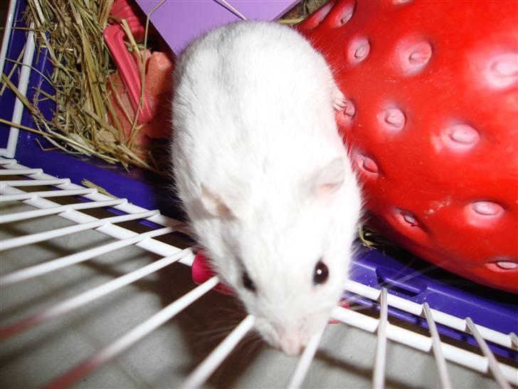 Dværghamster bibsi billede 6