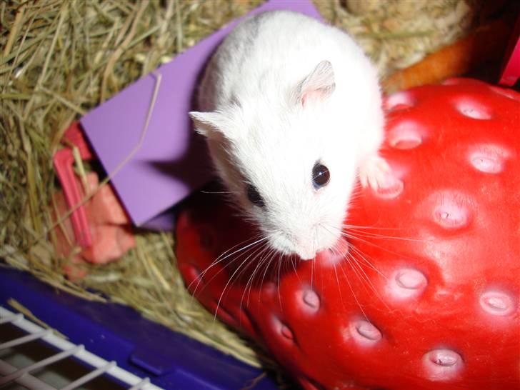 Dværghamster bibsi billede 7