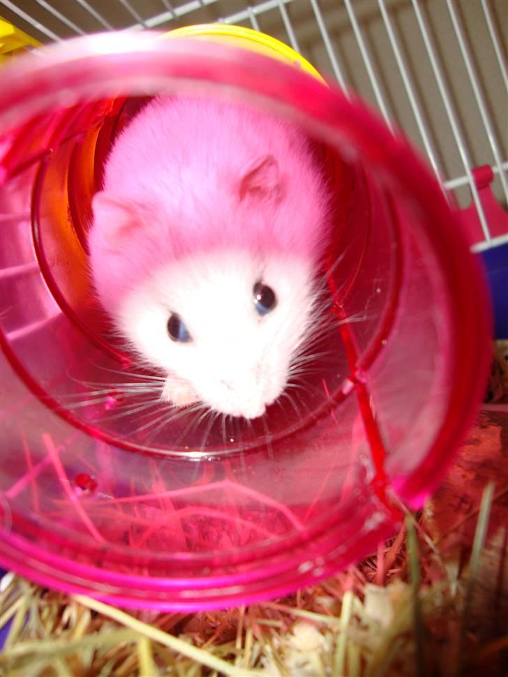 Dværghamster bibsi billede 8