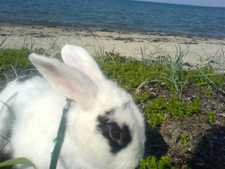 Kanin Zesina R.I.P - 13. Zesina ved havet billede 13