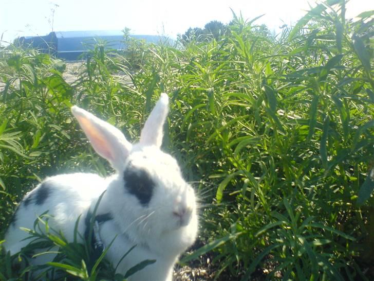 Kanin Zesina R.I.P - 14. Zesina ved havet billede 14