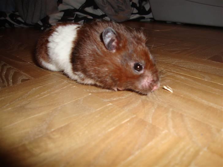 Hamster Gismo billede 3