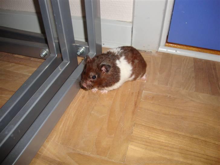 Hamster Gismo billede 4
