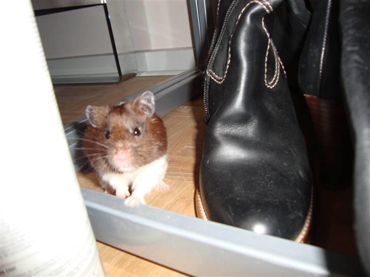 Hamster Gismo billede 5