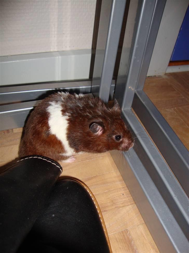 Hamster Gismo billede 6
