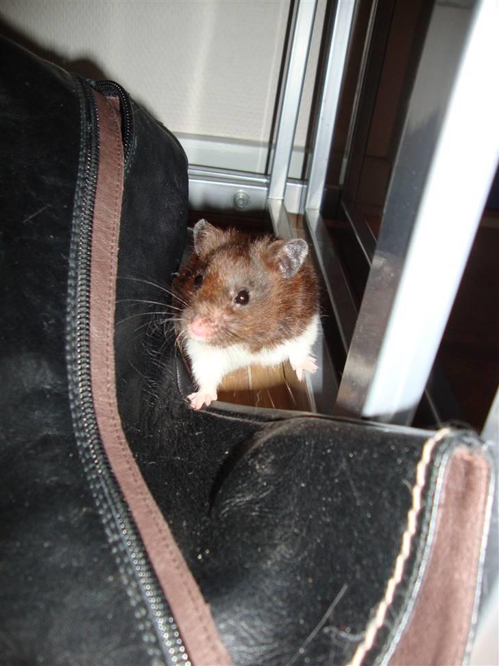 Hamster Gismo billede 7