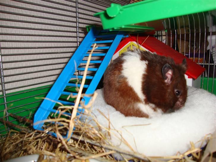 Hamster Gismo billede 8