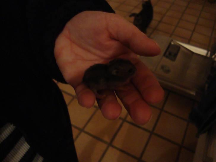 Dværghamster Spidi billede 8