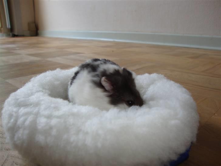 Dværghamster Lollypop billede 1