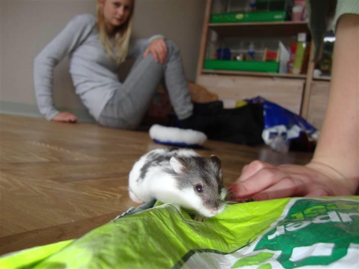 Dværghamster Lollypop billede 2