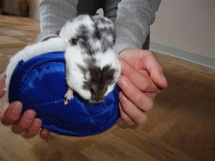 Dværghamster Lollypop billede 3