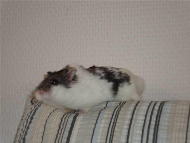 Dværghamster Lollypop billede 4