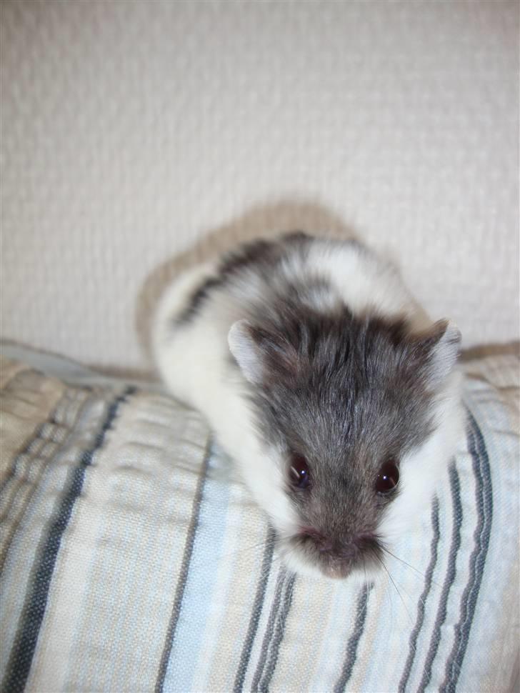 Dværghamster Lollypop billede 5