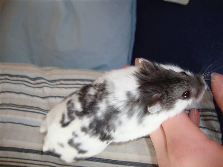 Dværghamster Lollypop billede 6