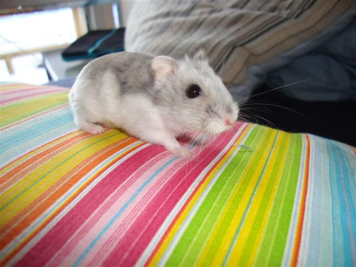 Dværghamster Frida billede 1