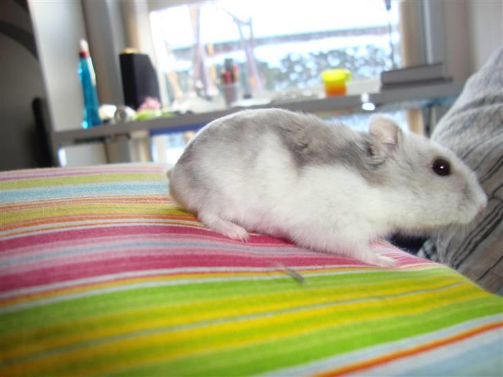 Dværghamster Frida billede 2