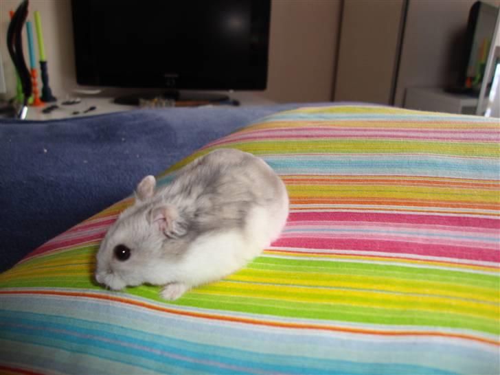 Dværghamster Frida billede 3