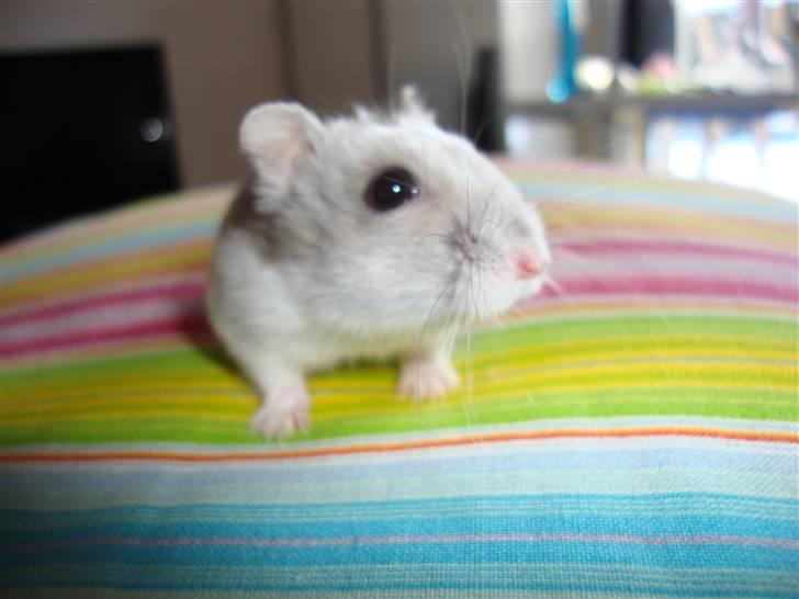 Dværghamster Frida billede 4