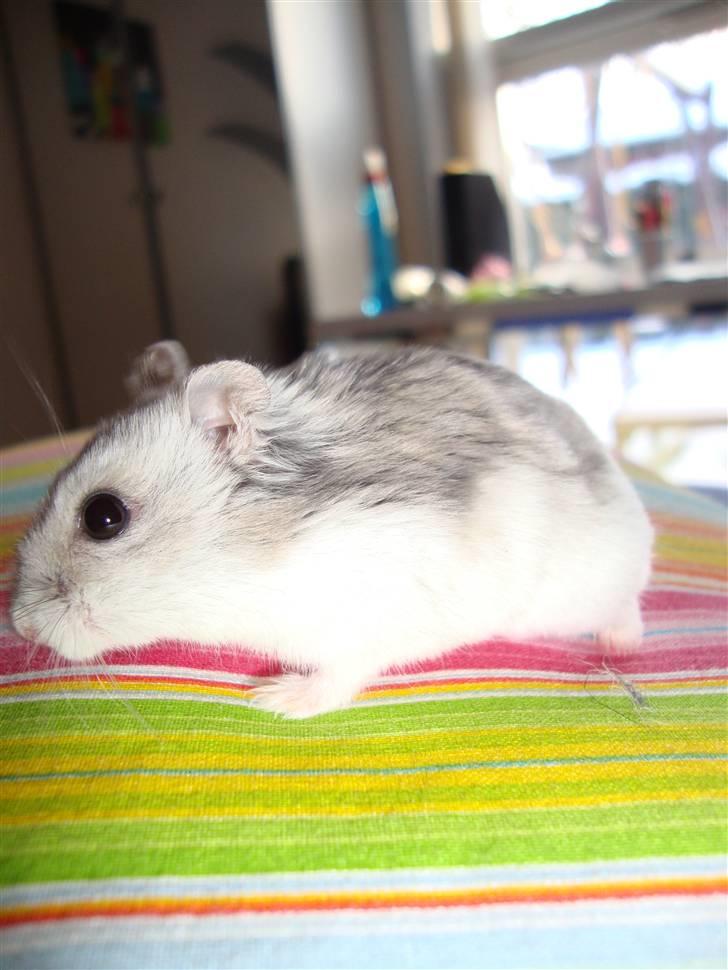 Dværghamster Frida billede 5