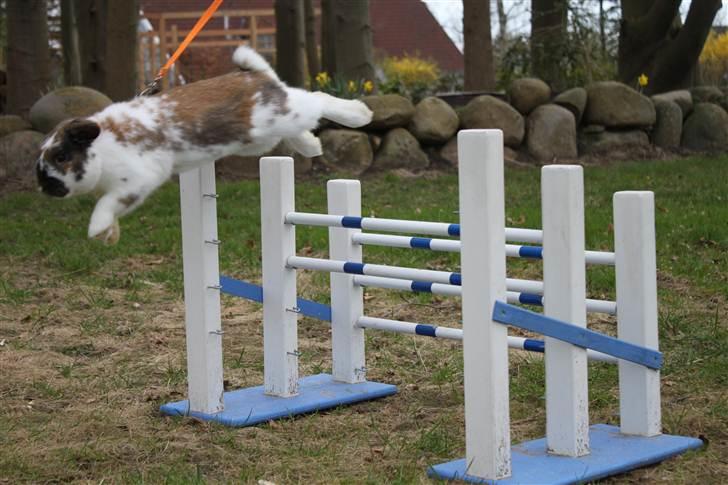 Kanin Hønsehusets Prazo Wabanaki billede 5