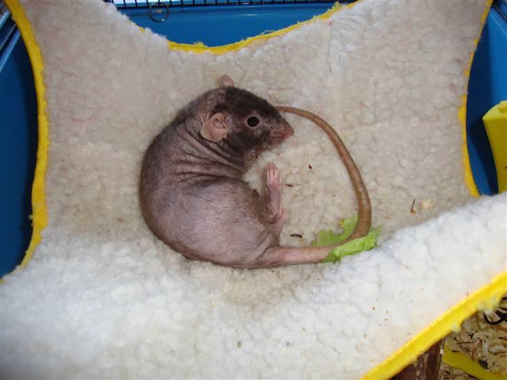 Tamrotte Rotto billede 1