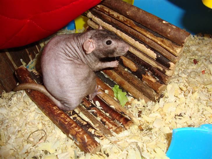 Tamrotte Rotto billede 2