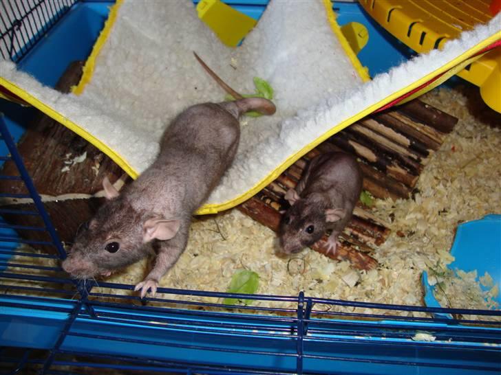 Tamrotte Rotto billede 3