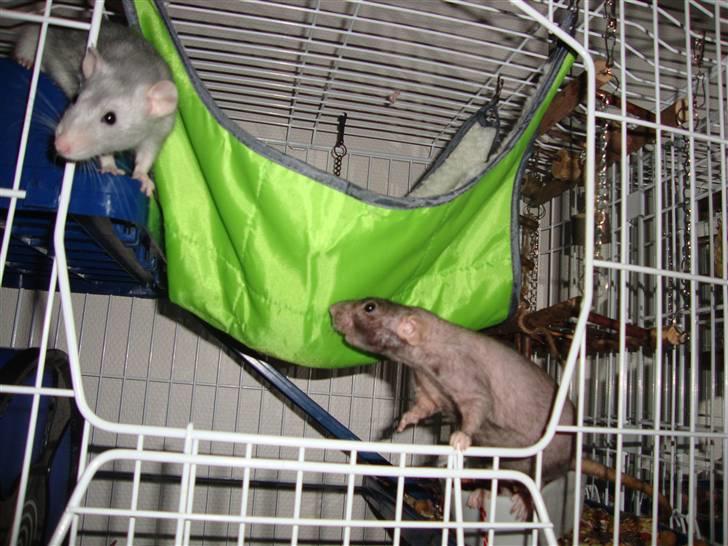 Tamrotte Rotto billede 4