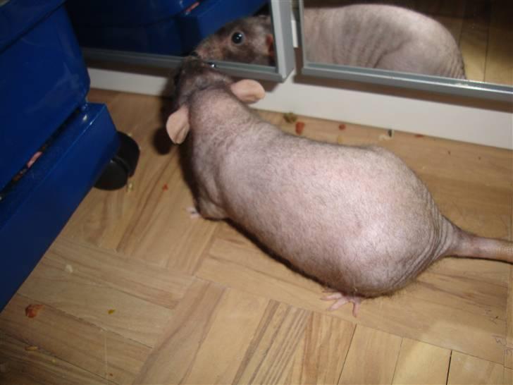 Tamrotte Rotto billede 5