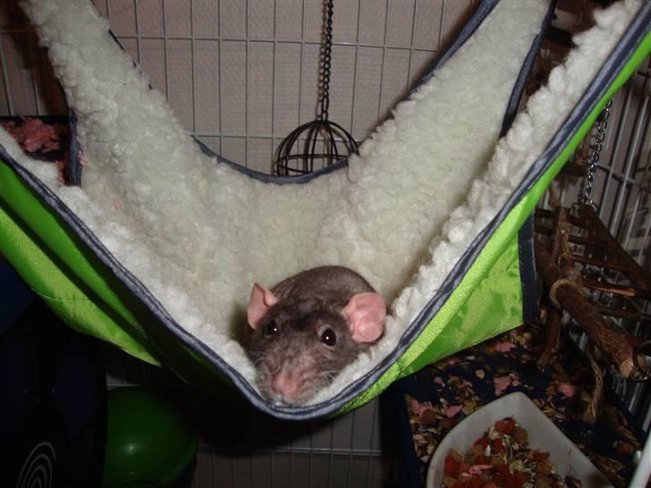 Tamrotte Rotto billede 7