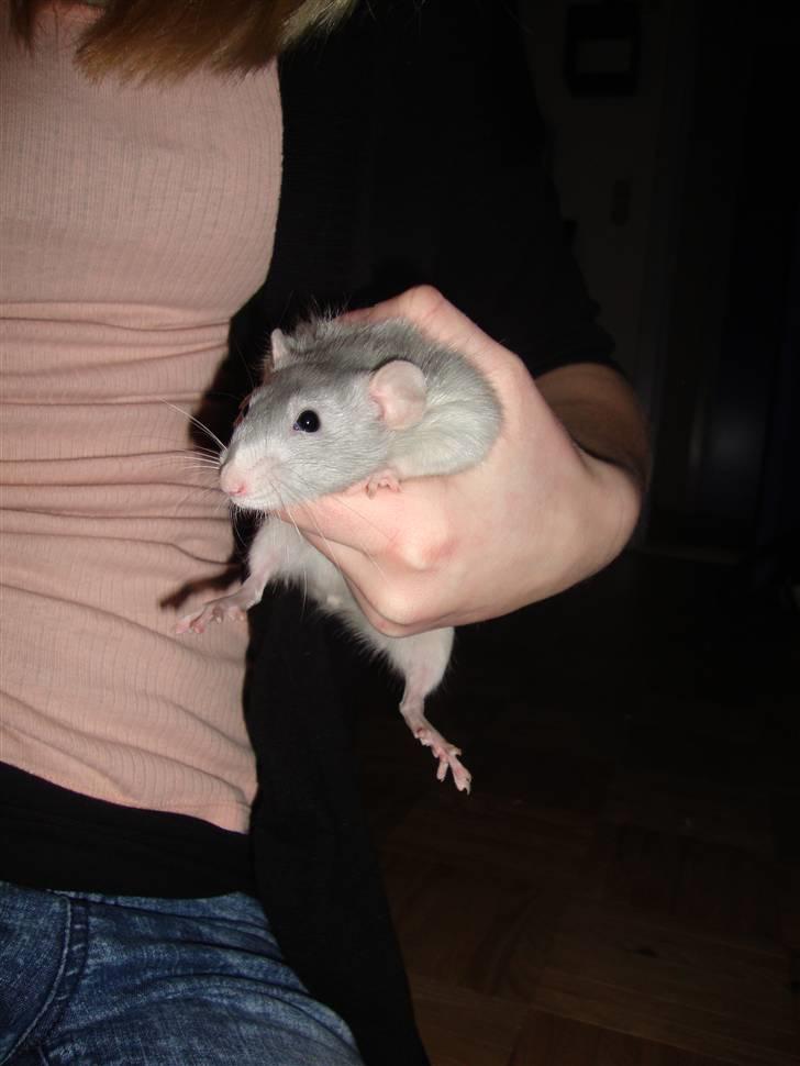 Tamrotte Rex billede 1