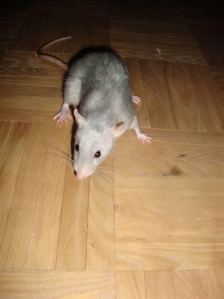 Tamrotte Rex billede 2