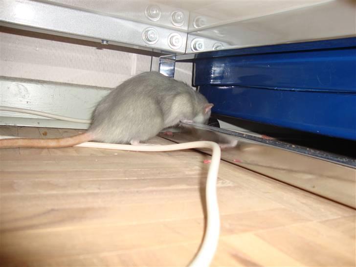 Tamrotte Rex billede 3