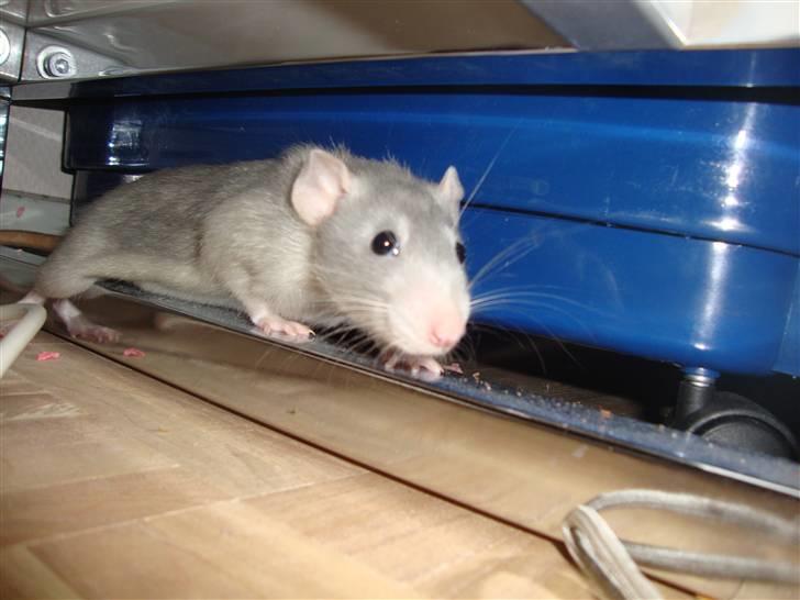 Tamrotte Rex billede 4