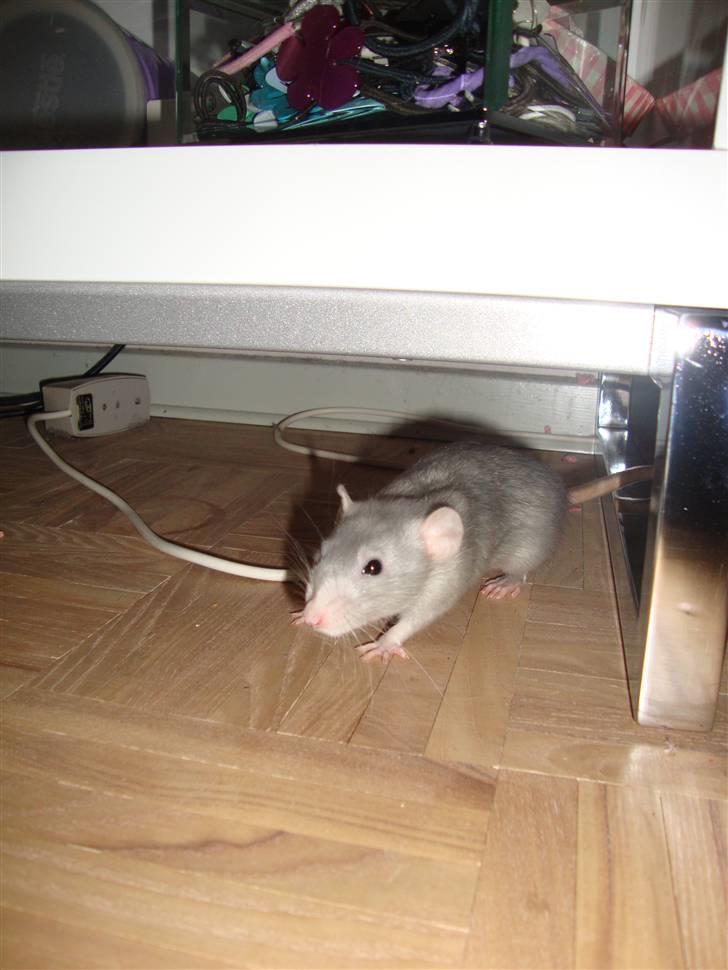 Tamrotte Rex billede 5