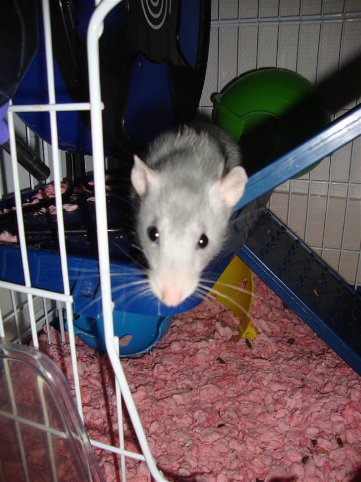 Tamrotte Rex billede 6