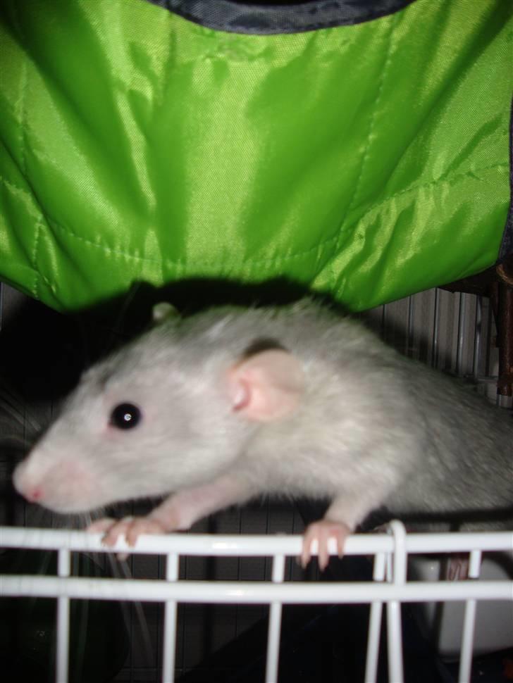 Tamrotte Rex billede 7