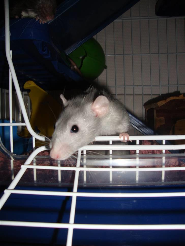 Tamrotte Rex billede 8