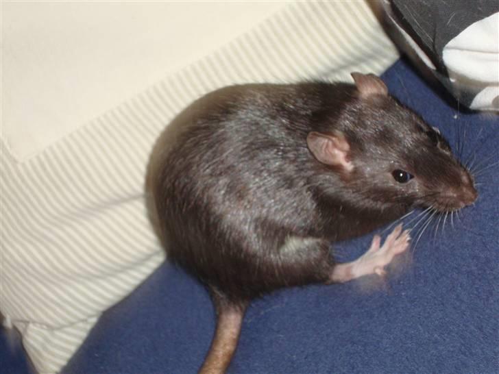 Tamrotte Rottoline billede 1