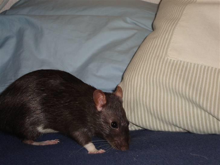 Tamrotte Rottoline billede 2