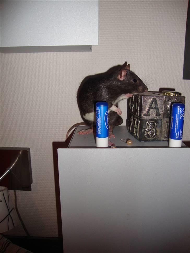 Tamrotte Rottoline billede 3