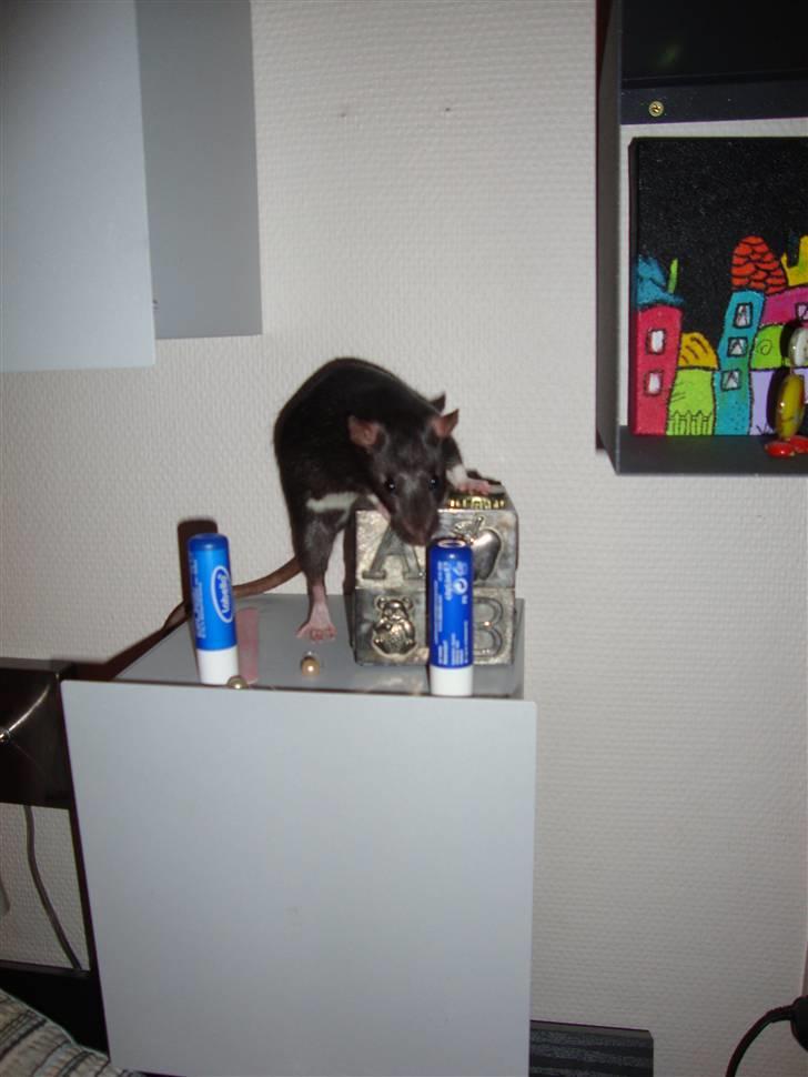 Tamrotte Rottoline billede 4