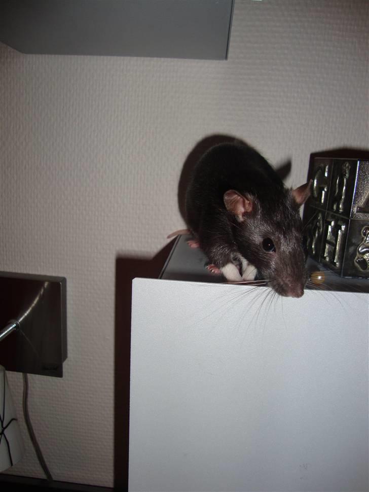 Tamrotte Rottoline billede 5