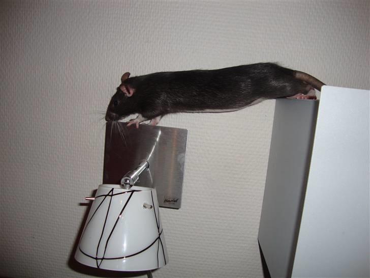 Tamrotte Rottoline billede 6