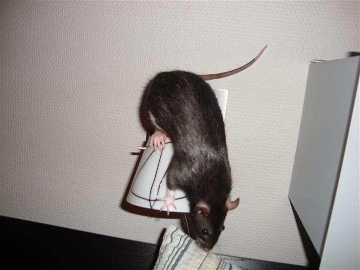 Tamrotte Rottoline billede 7