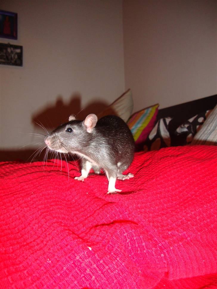 Tamrotte Rottoline billede 8