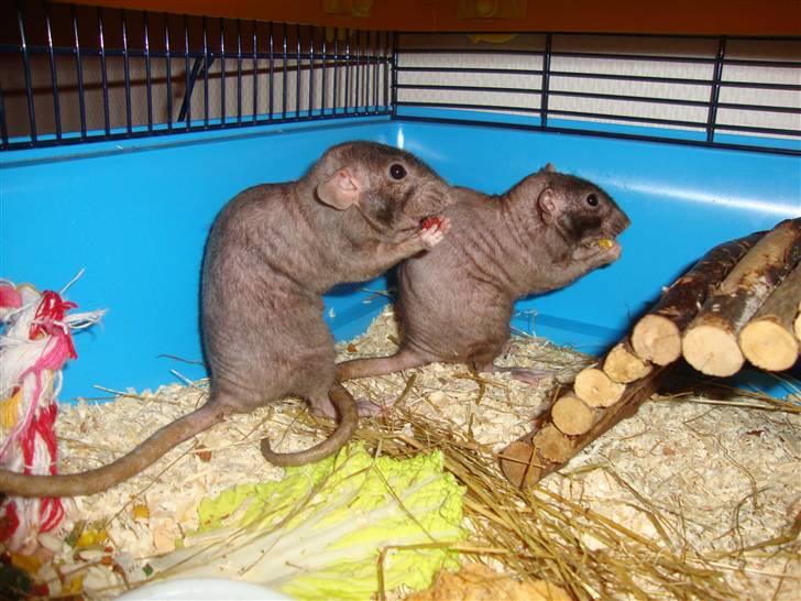 Tamrotte Rotto billede 8