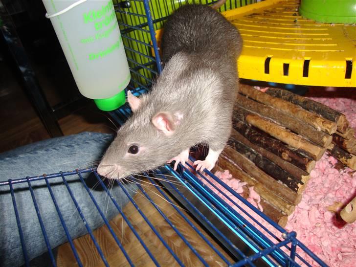 Tamrotte Dumbo billede 1