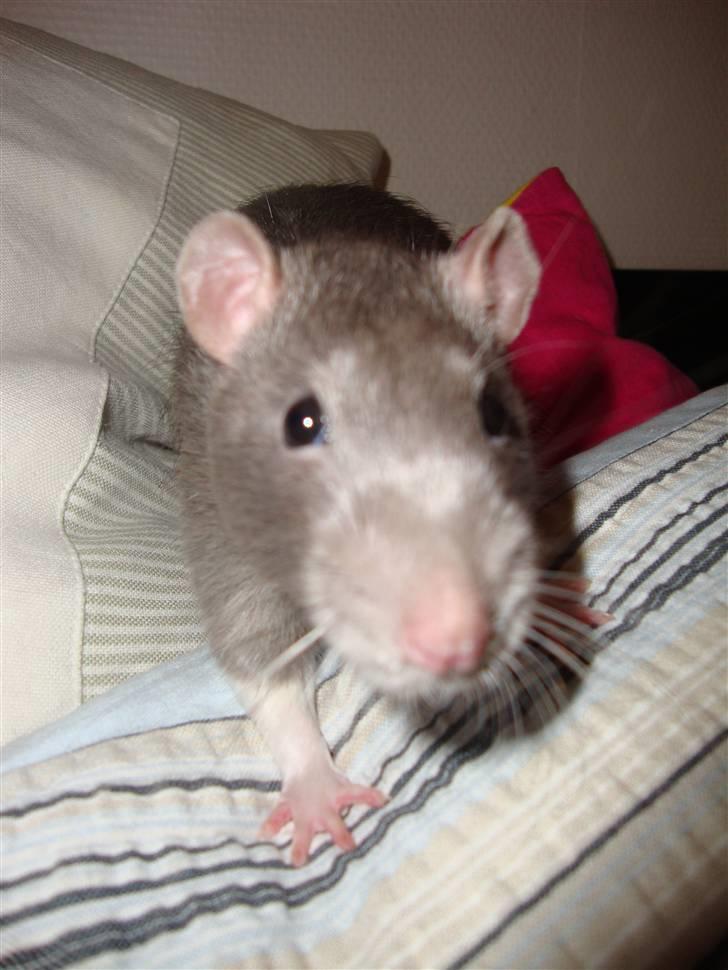 Tamrotte Dumbo billede 2