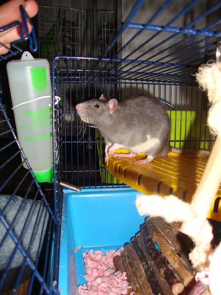 Tamrotte Dumbo billede 3